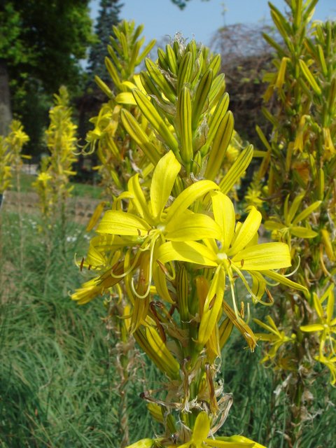 Asphodeline lutea fleur